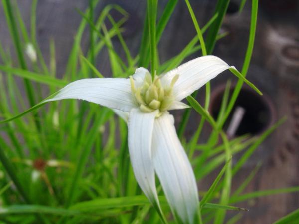 Pained sedge in Florida with white bracts around the smaller flowers