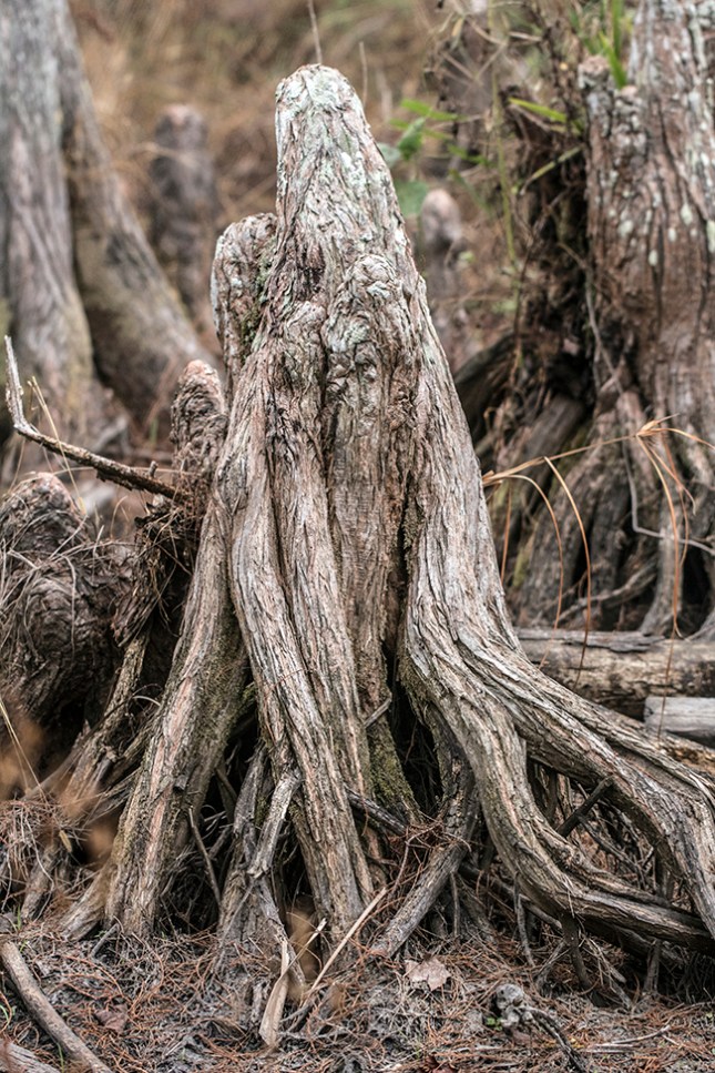 taxodium-n-jup-fltwods