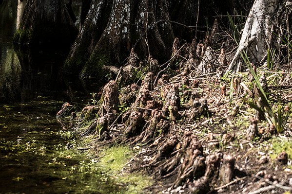 Taxodium on shore