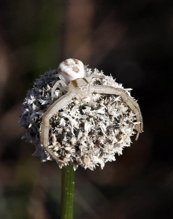 Eriocaulon compressum with hanger-on
