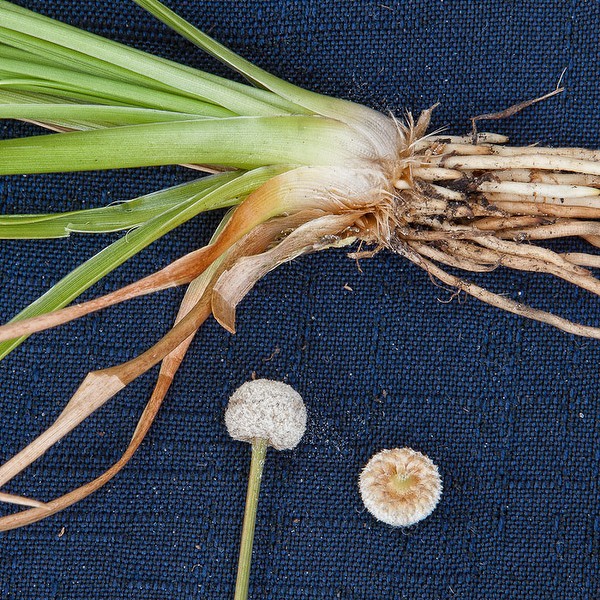Ten-angle Pipestem, the root mass is intimate with the leaf bases, and there's a lot of root. (By John Bradford)
