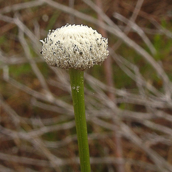 Ten-angle pipestem flower head (by John Bradford)