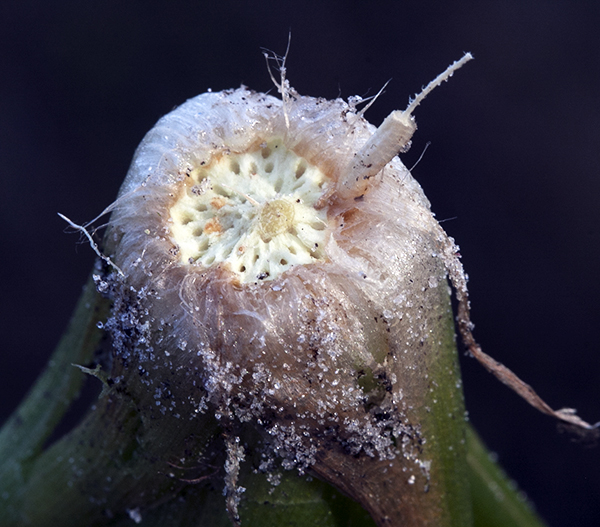 Ten-Angle Pipewort root-stem-leaf junction upside-down.  The fluffy material around the margin are inverted leaf bases.  The porous white center is the inverted stem base with its air channels.  At 2 o'clock a single inverted  root enters the system delivering CO2 immediately at the leaf bases and the stem air-channels.  (The thin thread at the tip of the root is a vein left behind when the spongy exterior was stripped off.)
