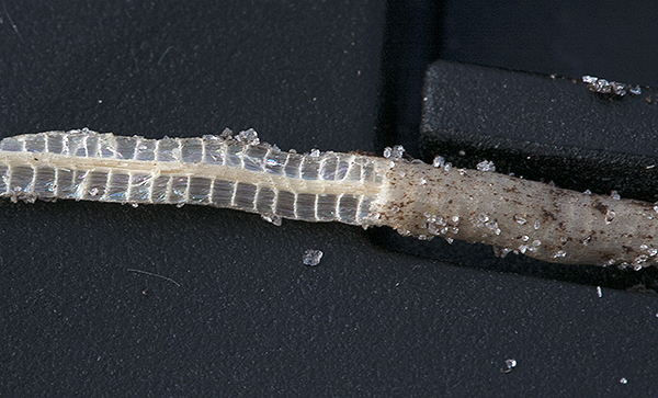 Eriocaulon decangulare root cut open