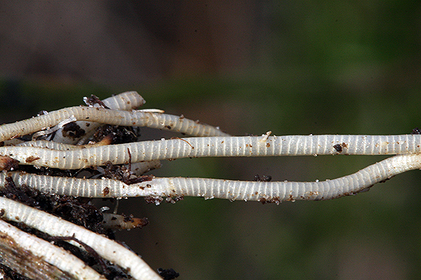 Ten-Angle Pipestem roots, showing air channels.  The following photo shows the same root cut open.    Gasses pass through the reinforcing cross-supports.