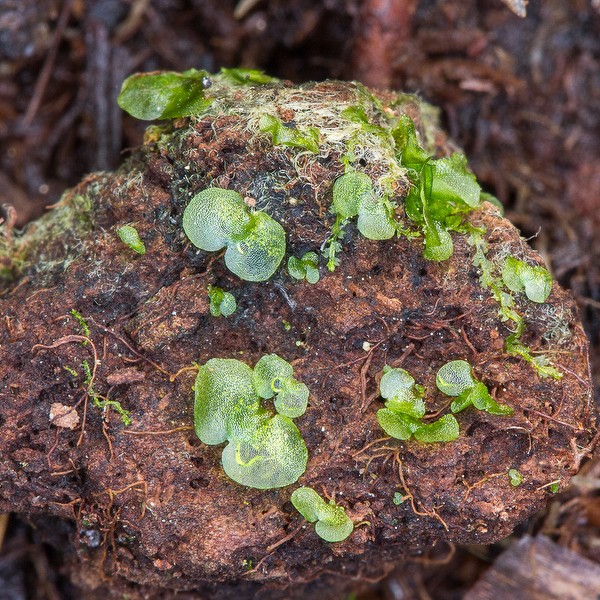 Fern babies (gametophytes). By John Bradford. These are about 1/4