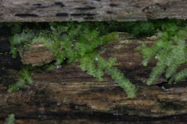 Leafy liverwort