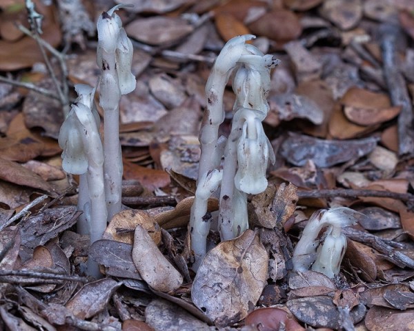 Indian pipes in flower.  By John Bradford