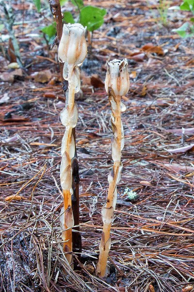 The pods stand upright.  By John Bradford