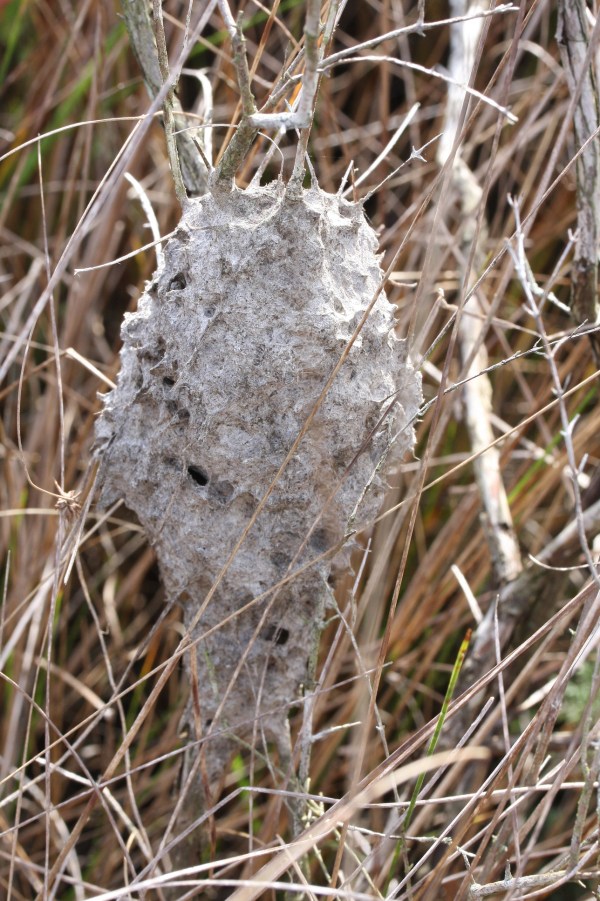 Ant nest in marsh.  Crematogaster atkinsoni?