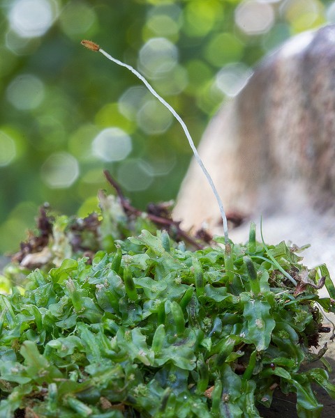 Pallavicinia lyellii  liverwort with gametophyte (green) and sporophyte (the thread). By John Bradford