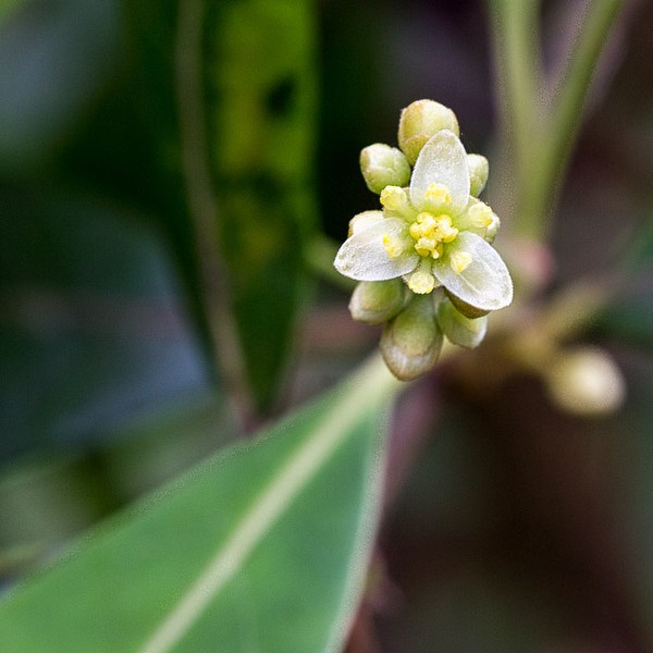 Persea borbonia flowers (by John Bradford). (Flower parts in 3's are not common in Dicots, although characteristic of Lauraceae.)