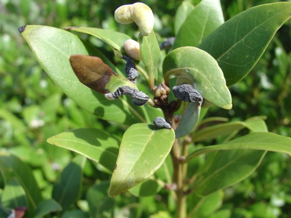 The galls are ugly, but not to a psyllid.