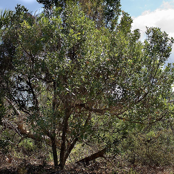 Persea borbonia (by John Bradford)