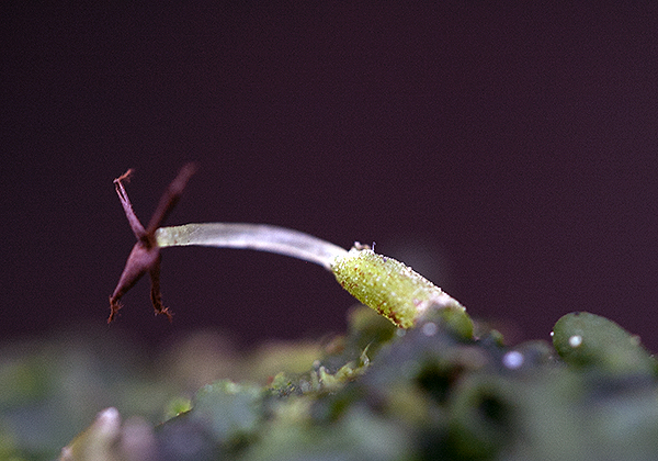 Riccardia latifrons sporophyte
