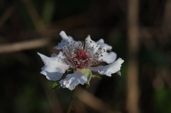 Blackberries are in bloom now.  Look like little roses, don't they?