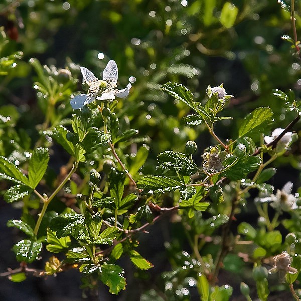 Blackberry branch (by JB)
