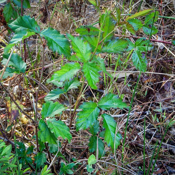 BB Foliage (by JB)