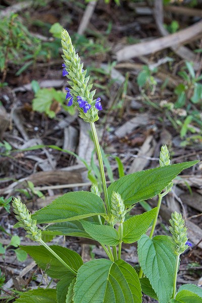 Salvia hispanica.  (All photos today except the Chia pet by John Bradford.)