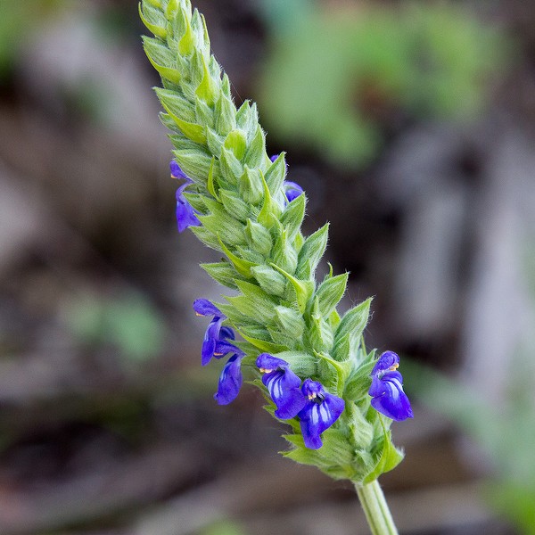 Salvia hispanica today