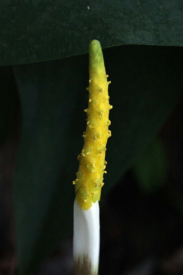 The spadix.  Twenty-some wee flowers visible.