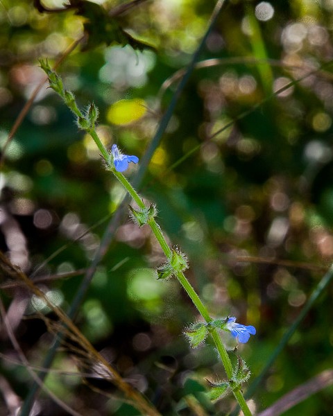 Salvia occidentalis