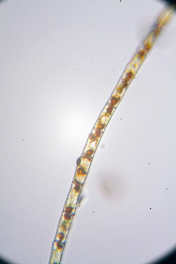 Trentepohlia on a palm trunk
