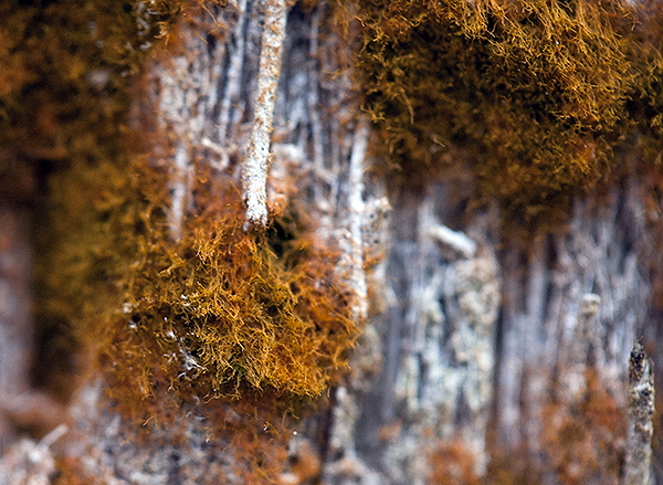 Trentepohlia up close on tree