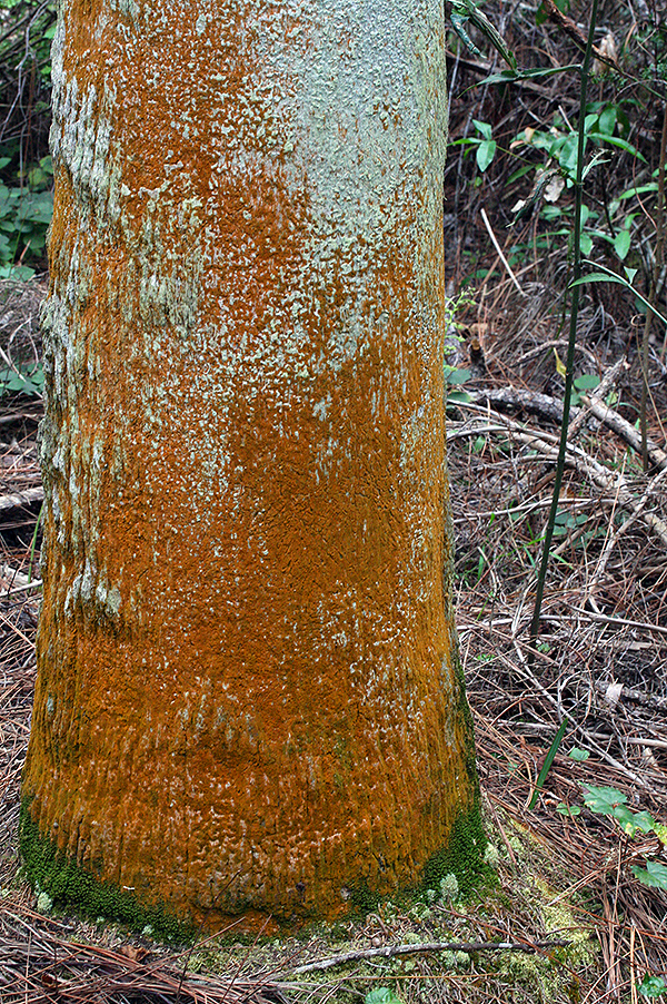 Trentepohlia on tree bark