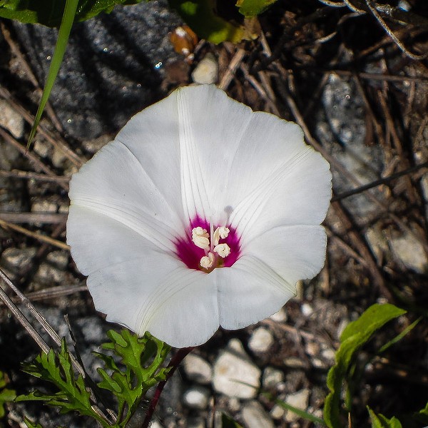 Merremia dissecta closeup
