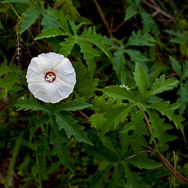 Noyau Vine (By John Bradford,  this and the next are file photos not taken yesterday)