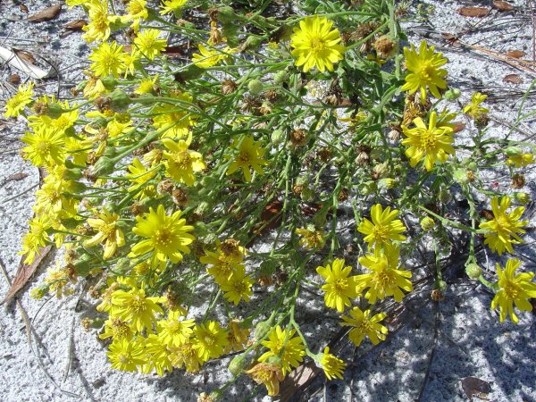 Heterotheca subaxillaris (by John Bradford)