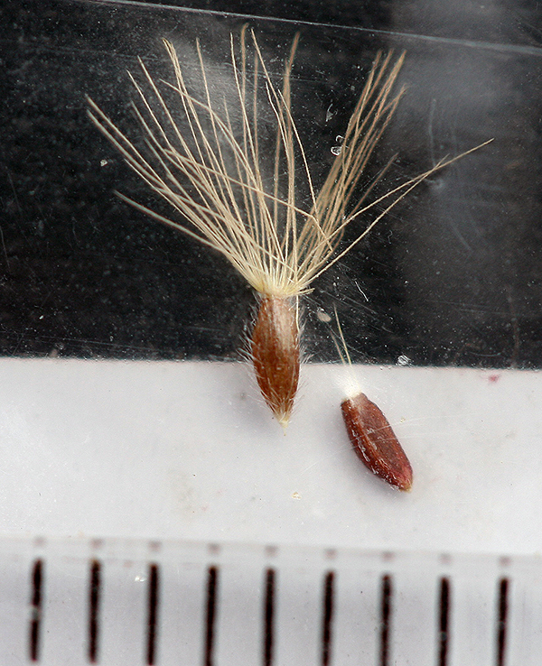 Heterotheca achenes showing heterocarpy: one has a parachute; one is bare.  One flies far away; one keeps the home fires burning.