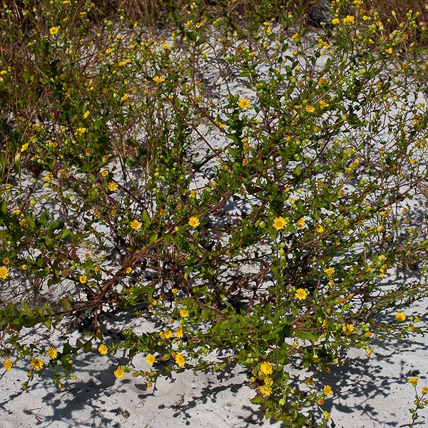 heterotheca jb