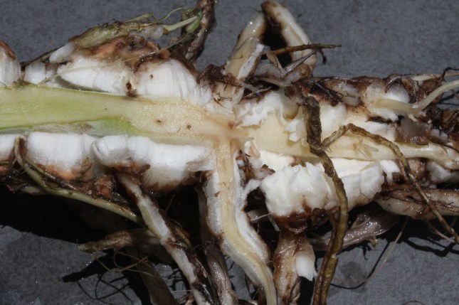 This the the base of the plant split to show the white 
