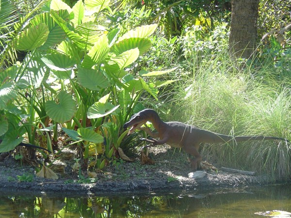 Alocasia macrorrhizos along a Florida shore