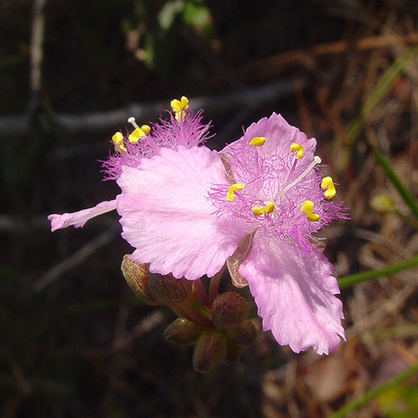 Roseling (Callisia ornata) showing htsoe delicate Commelinaceae radiation-sensitive hairs (by John Bradford)