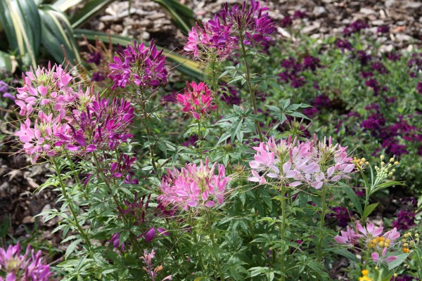 Cleome in the garden