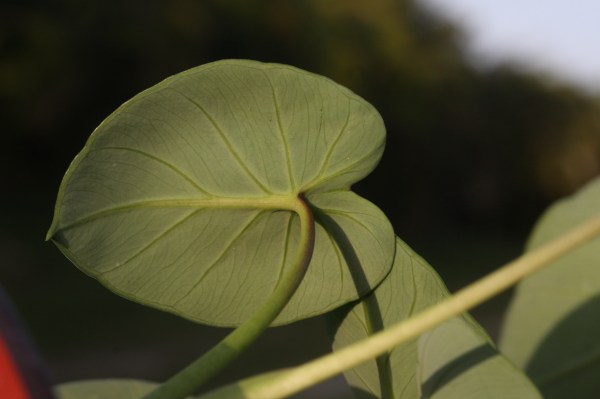 Colocosia esculenta, petiole attached in center of leaf, not at the notch