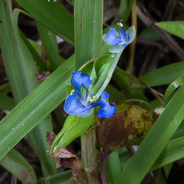 Commelina diffusa, superweed