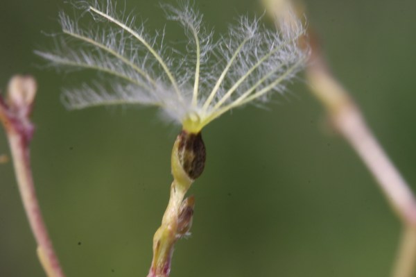 A sea creature?  No, Valeriana uliginosa in a Michagan fen.
