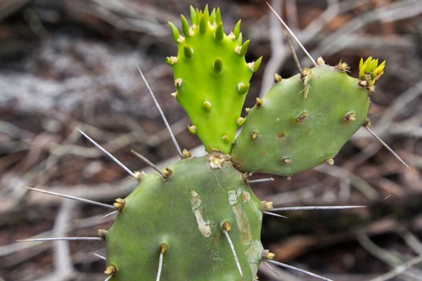 Prickly pear with leaves