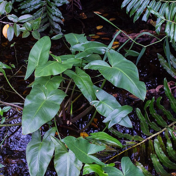 Peltandra virginica (by John Bradford), native species;  each half of the leaf has only 3-4 major side veins
