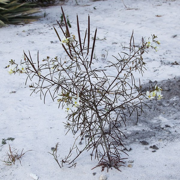 Clammy weed on the sand (by John Bradford)