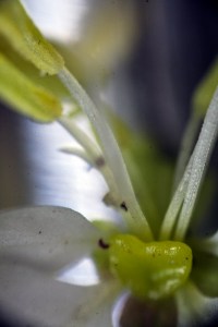 The gland at the center of the flower (microscope view)