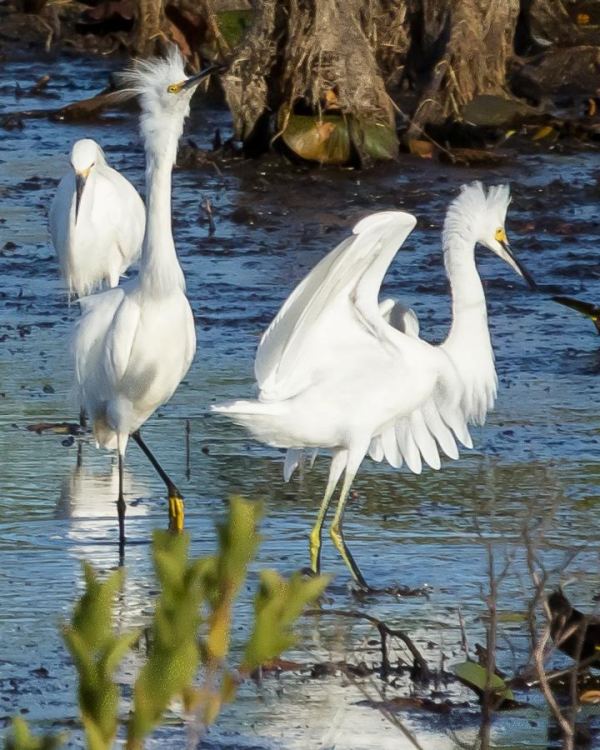 This photo and next, dancing flapping Snow Egrets with their yellow feet.