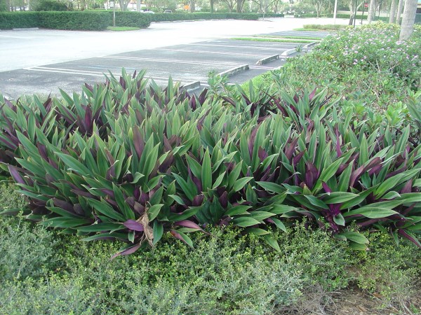Oyster plant