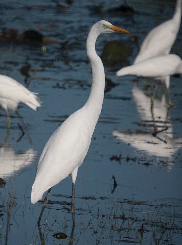 Great Egret waiting patiently and posing for portrait.