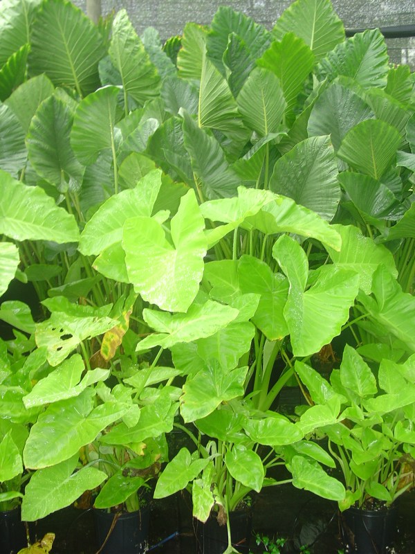 Xanthosoma 'Lime Zinger' in garden