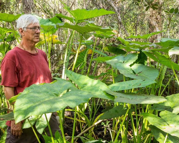 Xanthosoma running free in the Florida swamp, with ugly dweeb for size (by John Bradford)